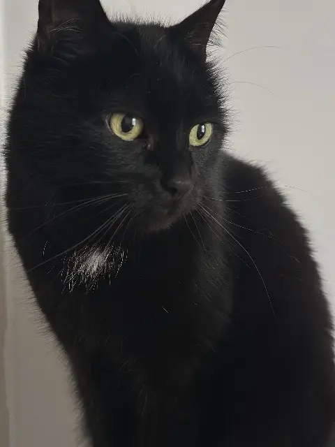 chatte lost   37360 Semblançay Armstrong