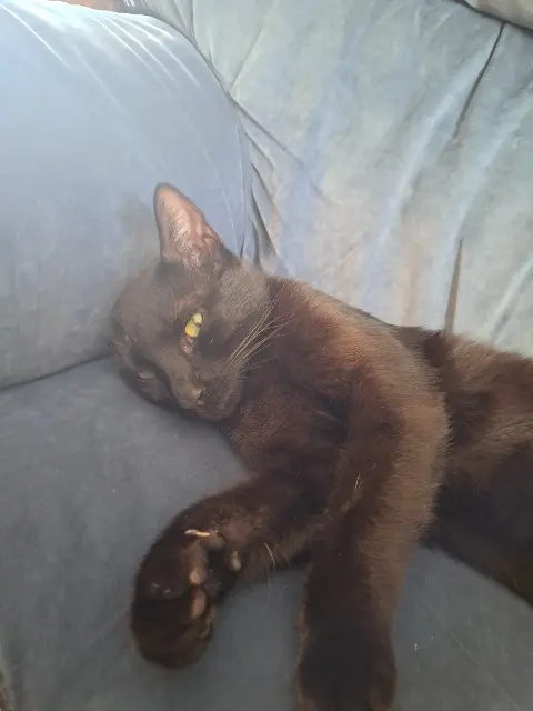 chatte lost   37250 Sorigny Ath