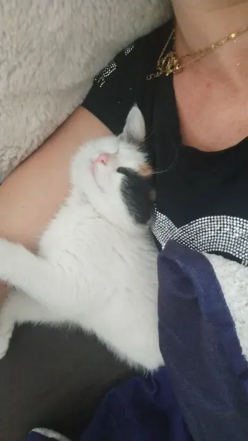 chatte lost   37150 La Croix-en-Touraine Aya