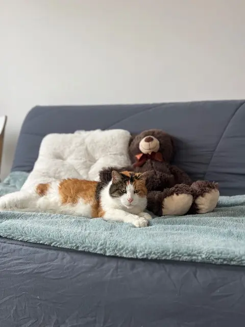 chatte lost   37270 Montlouis-sur-Loire Caline