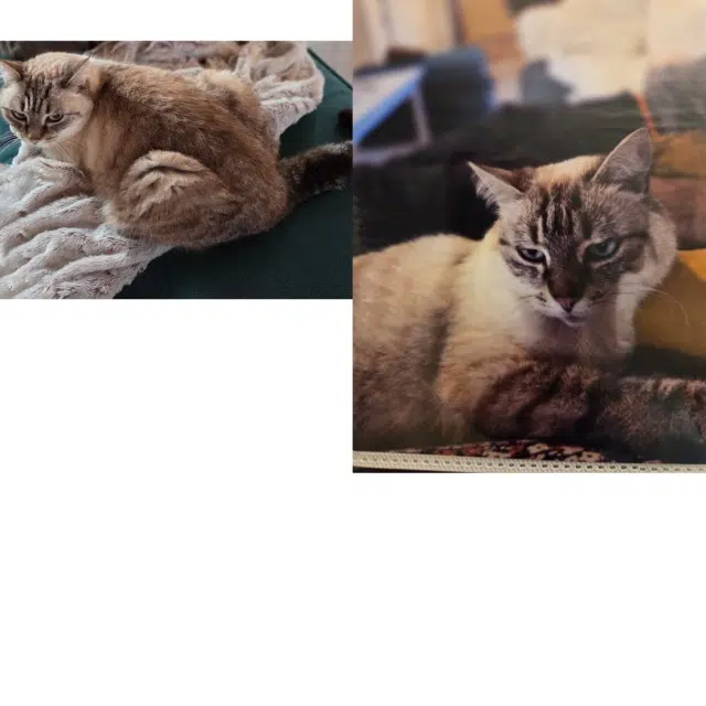 chatte lost   37330 Brèches Chanel