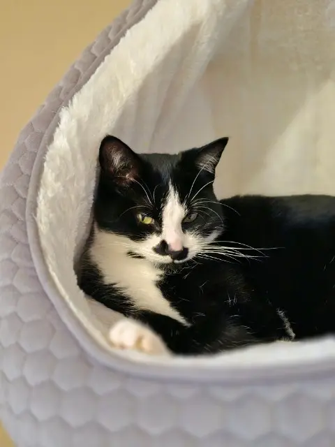 chatte lost   37230 Fondettes Charlie