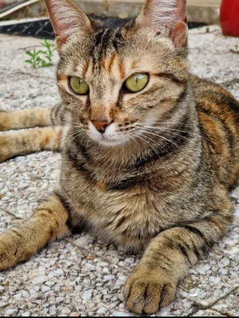 chatte lost   37150 La Croix-en-Touraine Ecko