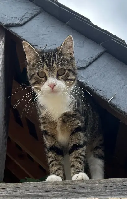 chatte lost   37230 Pernay Groot
