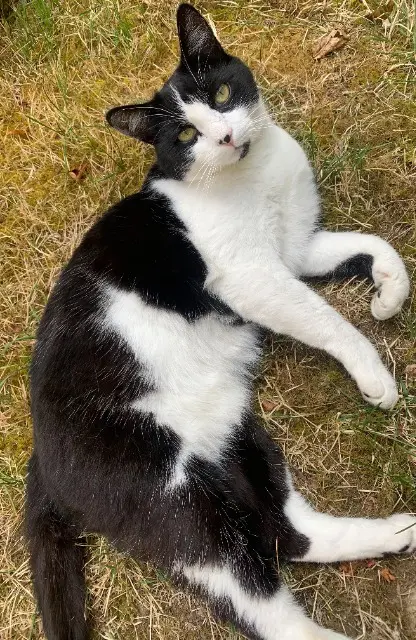 chatte lost   37380 Monnaie Ina