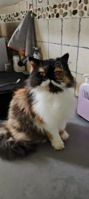 chatte lost   37270 Larçay Inaya