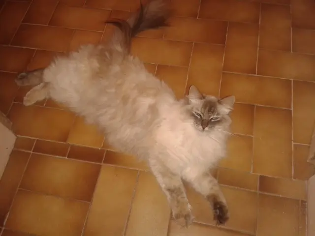 chatte lost   37150 Bléré Jiji