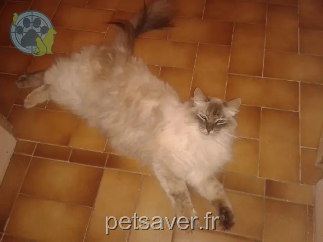 kat vermist 37150 Bléré Jiji kat lost 37150 Bléré Jiji