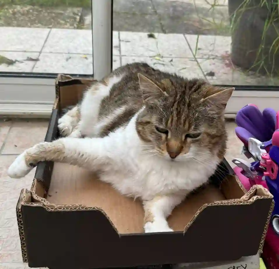 Chatte Perdue 37 Indre-et-Loire - Kitty Chatte Perdue 37 Indre-et-Loire - Kitty