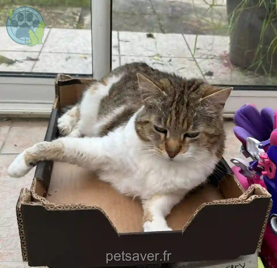 Chatte Perdue 37 Indre-et-Loire - Kitty Chatte Perdue 37 Indre-et-Loire - Kitty