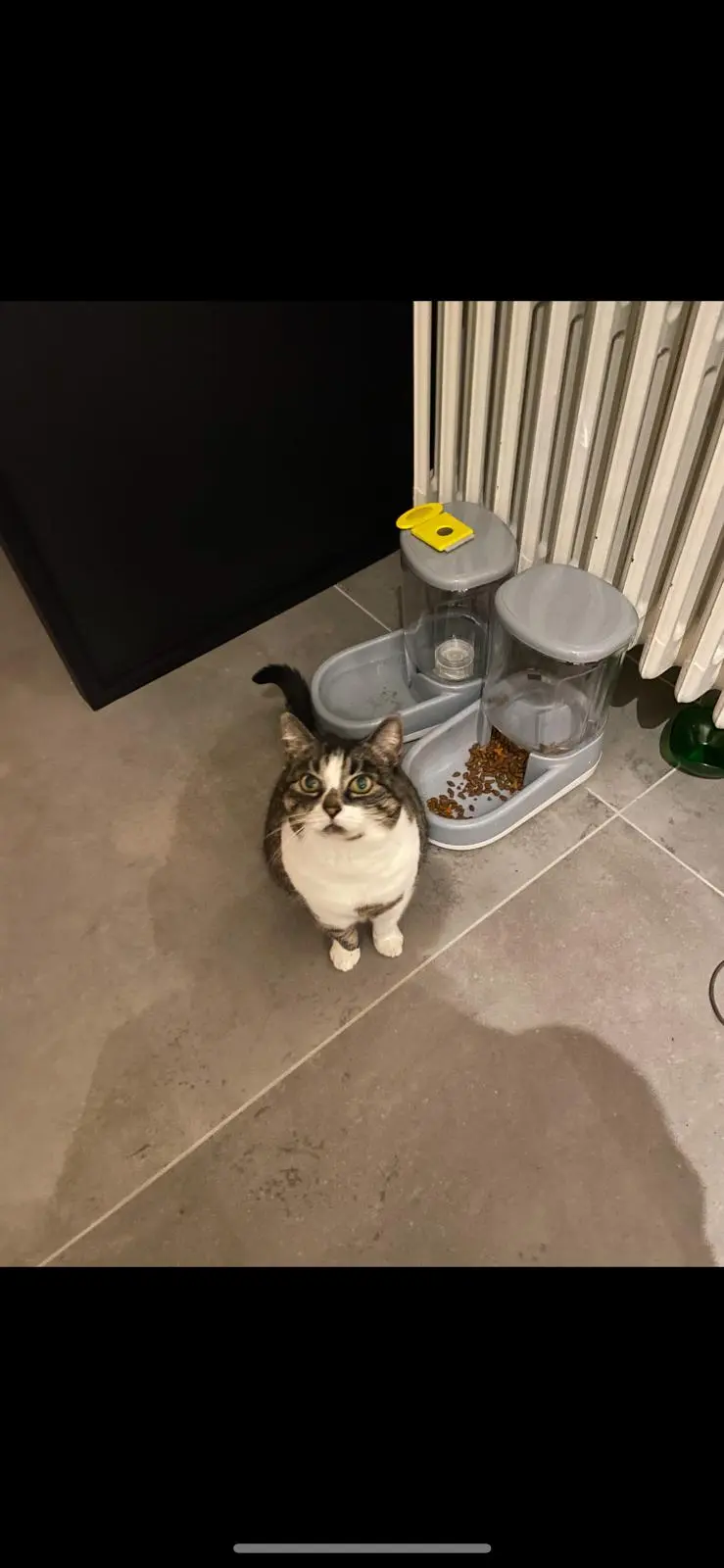 Chatte Perdue 37 Indre-et-Loire - Kitty Chatte Perdue 37 Indre-et-Loire - Kitty