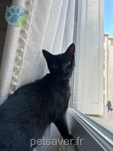 gata lost 37270 Azay-sur-Cher Krokmoue
