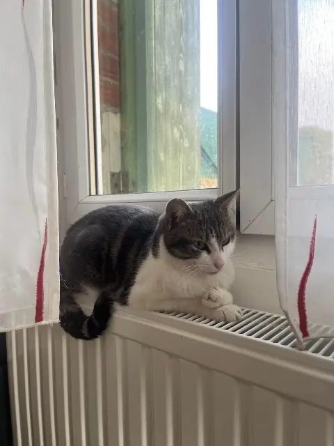 chatte lost   37550 Saint-Avertin Kyo