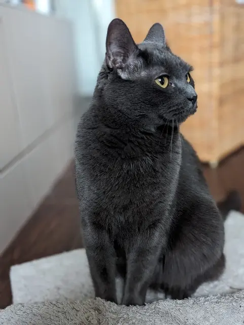 chatte lost   37270 Azay-sur-Cher Lila