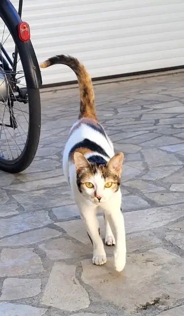 chatte lost   37150 La Croix-en-Touraine Lily