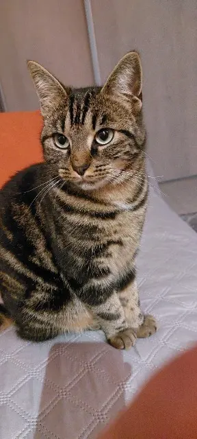 chatte lost   37300 Joué-lès-Tours Maya