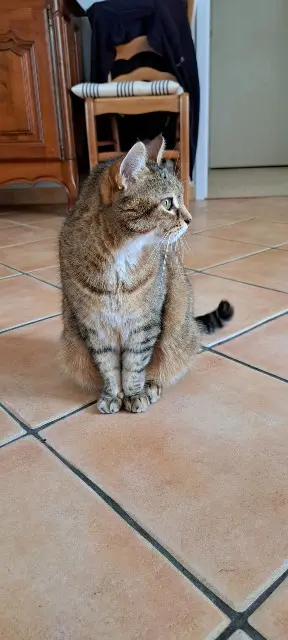 kat vermist 37130 Langeais Minette kat lost 37130 Langeais Minette