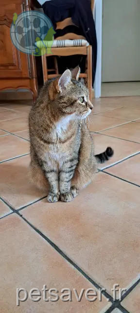 gata perdida 37130 Langeais Minette gata lost 37130 Langeais Minette
