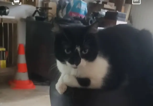 chatte lost   37130 Cinq-Mars-la-Pile Minette