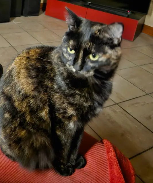 chatte lost   37800 Draché Missy