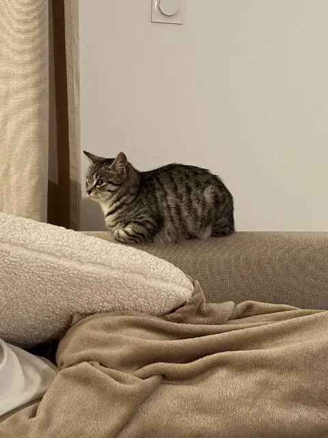 chatte lost   37250 Veigné Moka