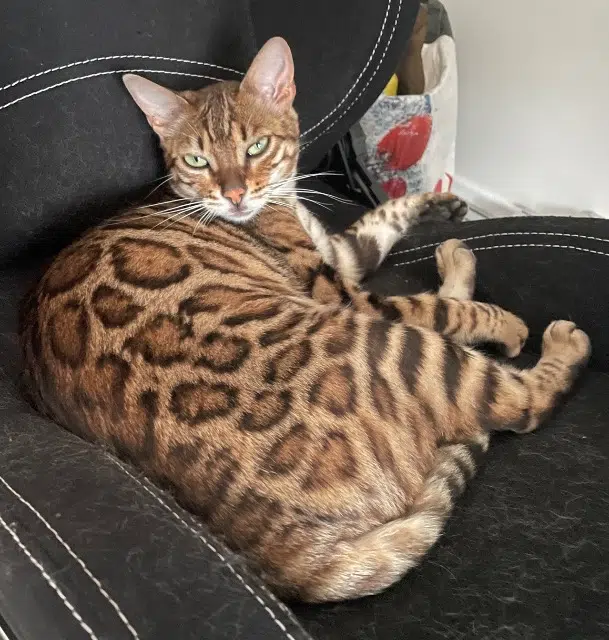 chatte lost   37340 Cléré-les-Pins Nala