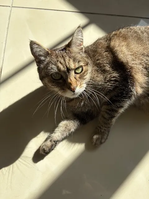 chatte lost   37320 Esvres Nala