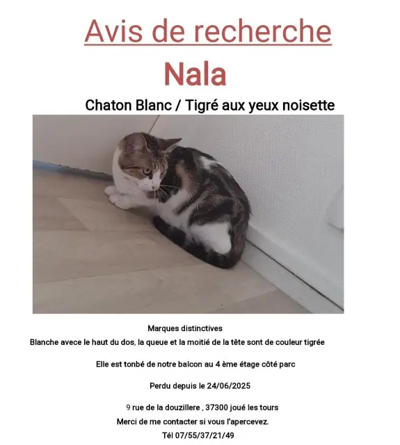 chatte lost   37300 Joué-lès-Tours Nala
