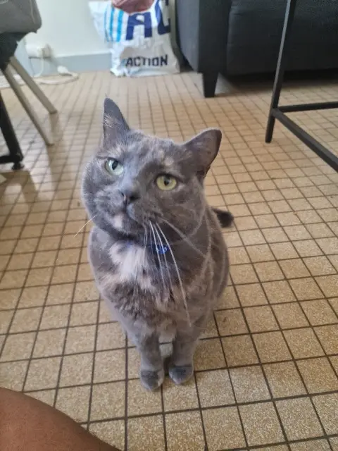 chatte lost   37520 La Riche Nella