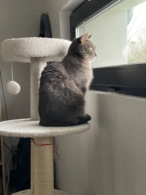 chatte lost   37230 Fondettes Olympe