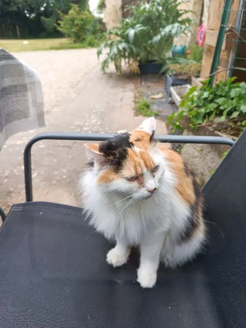 chatte lost    Coteaux-sur-Loire Ouna