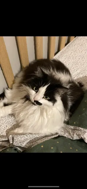 chatte lost   37210 Parçay-Meslay Plume