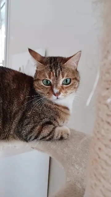 chatte lost   37540 Saint-Cyr-sur-Loire PluMe