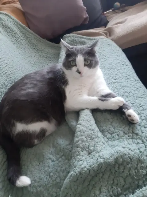chatte lost   37550 Saint-Avertin Plume
