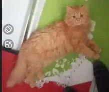 chatte lost   37330 Château-la-Vallière Praline