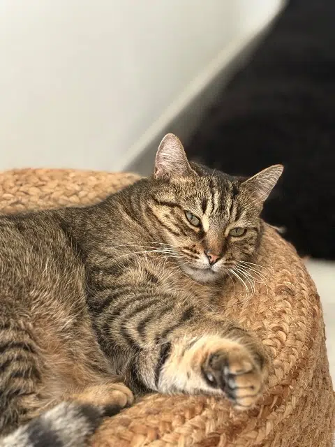 chatte lost   37370 Saint-Aubin-le-Dépeint Purple