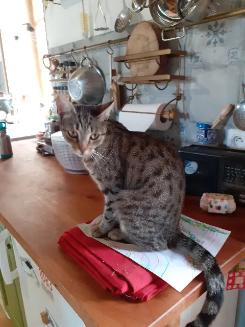 chatte lost   37120 Jaulnay Rabia