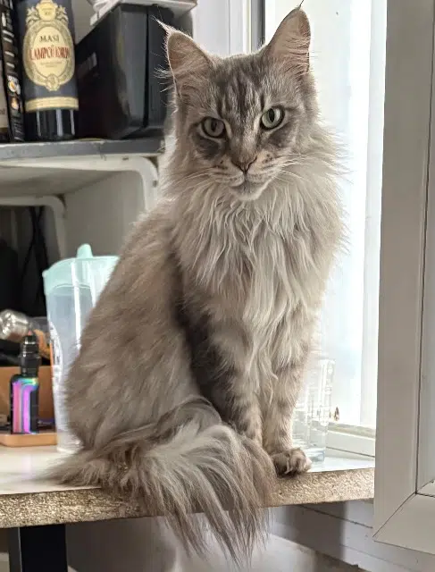 chatte lost   37150 La Croix-en-Touraine Rita