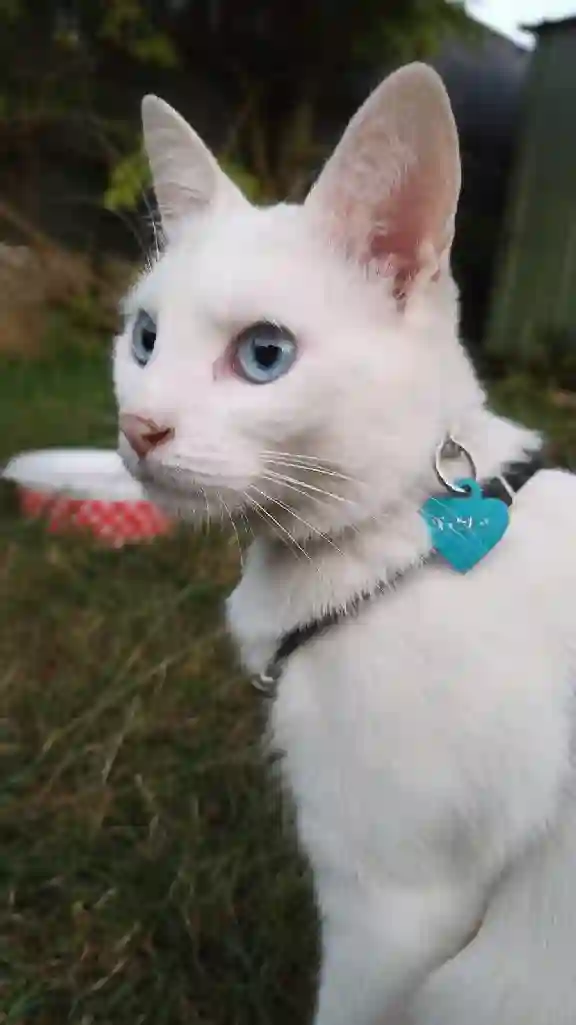 Chatte Perdue 37 Indre-et-Loire - Romy Chatte Perdue 37 Indre-et-Loire - Romy
