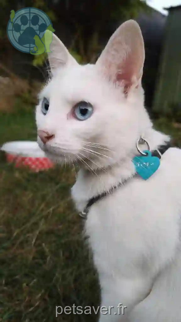 Chatte Perdue 37 Indre-et-Loire - Romy Chatte Perdue 37 Indre-et-Loire - Romy