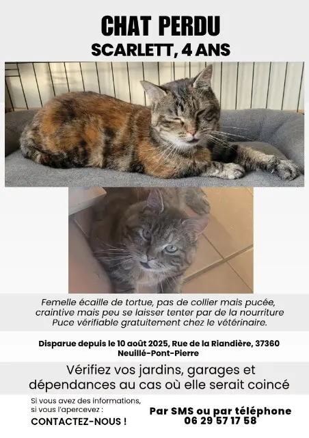 chatte lost   37360 Neuillé-Pont-Pierre Scarlett