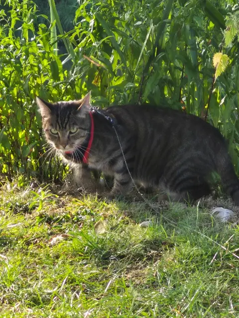 chatte lost   37140 Chouzé-sur-Loire Thelma