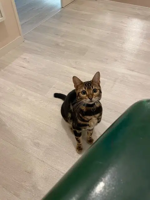 chatte lost   37550 Saint-Avertin Tika