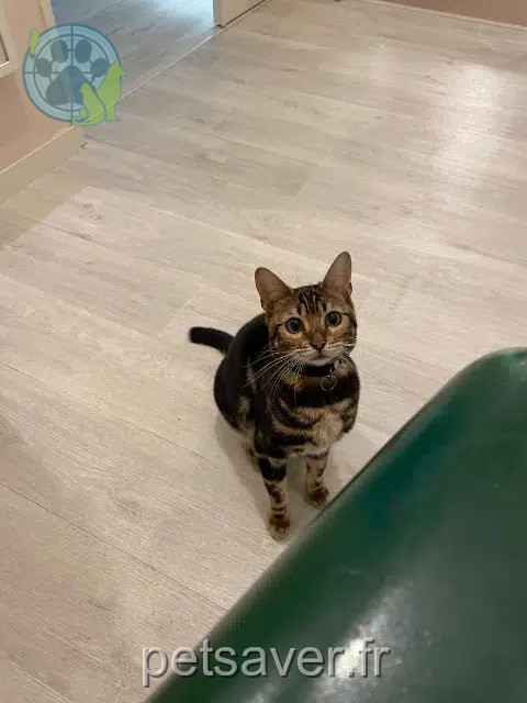 cat lost 37550 Saint-Avertin Tika cat lost 37550 Saint-Avertin Tika