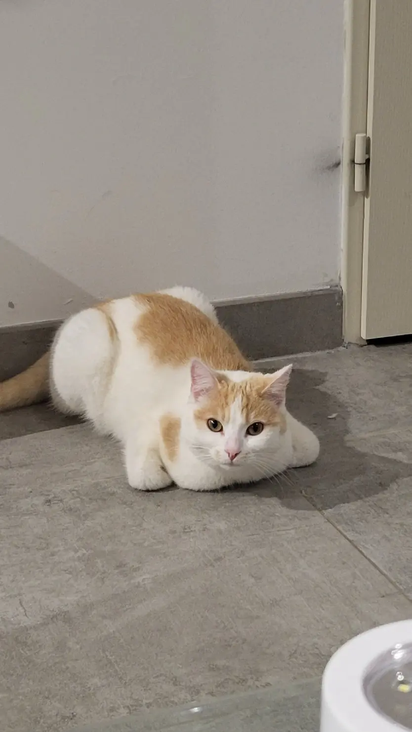 Chatte Perdue 37 Indre-et-Loire - Tina Chatte Perdue 37 Indre-et-Loire - Tina