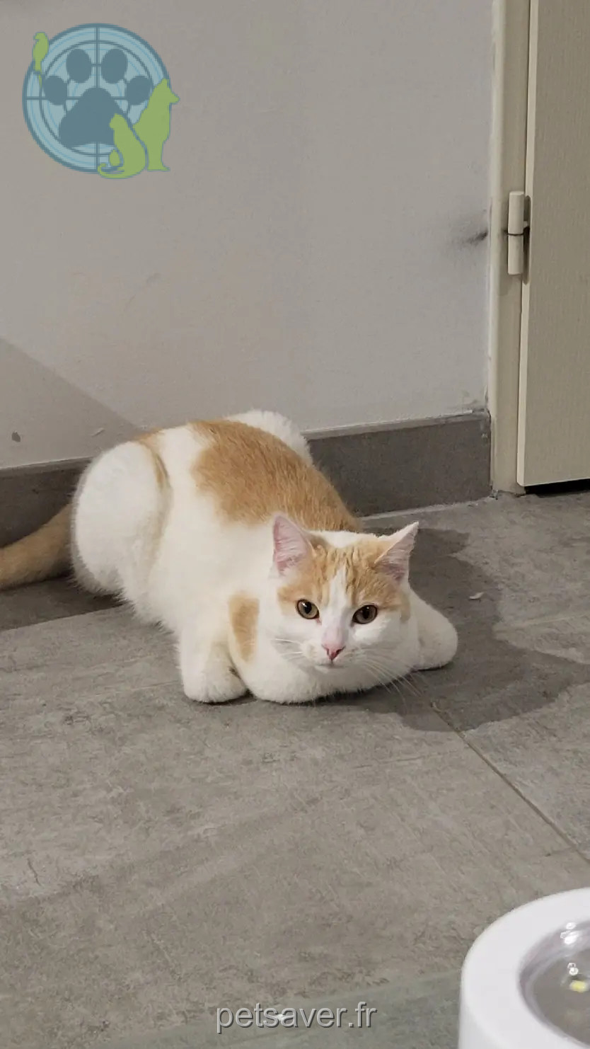 Chatte Perdue 37 Indre-et-Loire - Tina Chatte Perdue 37 Indre-et-Loire - Tina