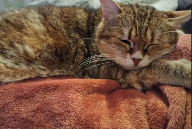 chatte lost   37130 Cinq-Mars-la-Pile Tita