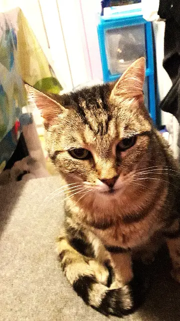chatte lost   37140 Chouzé-sur-Loire Titie