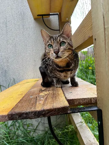 Chatte Perdue 37 Indre-et-Loire Tours - Aeris Chatte Perdue 37 Indre-et-Loire Tours - Aeris