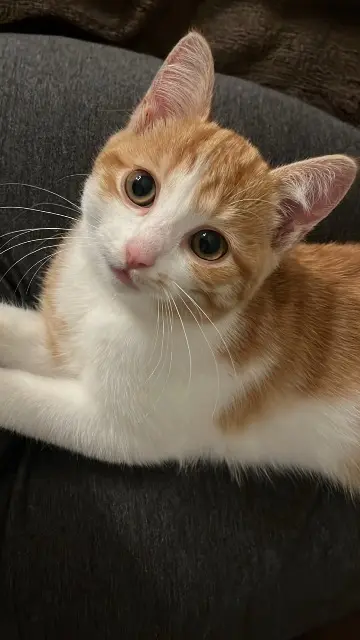 chatte lost    Tours Aÿna